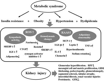 Metabolic Syndrome-Related Kidney Injury: A Review and Update